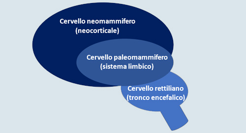 cervello-celebrale cervello-celebrale